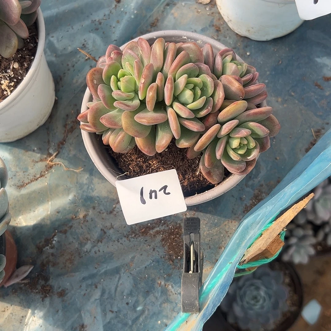 秋***亮多肉植物实物直播实物249