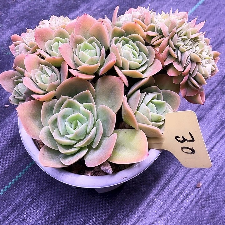 星姚塔30号码牌子的话题