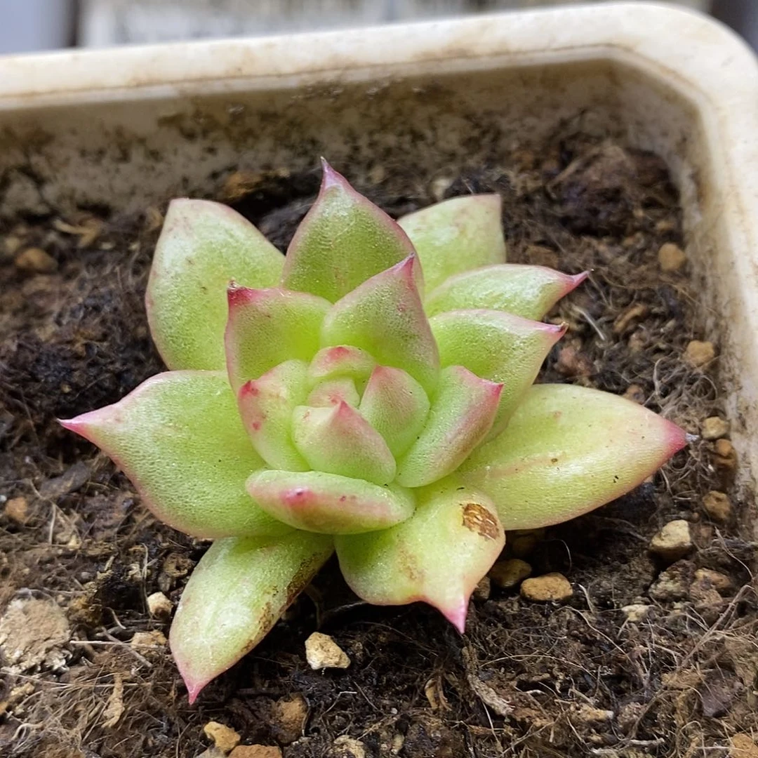 07102 凸起玛利亚石化