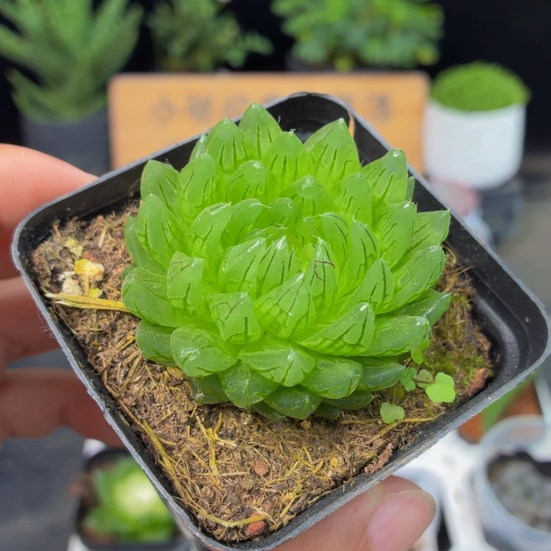 蝉翼玉露多肉9.9包邮发货