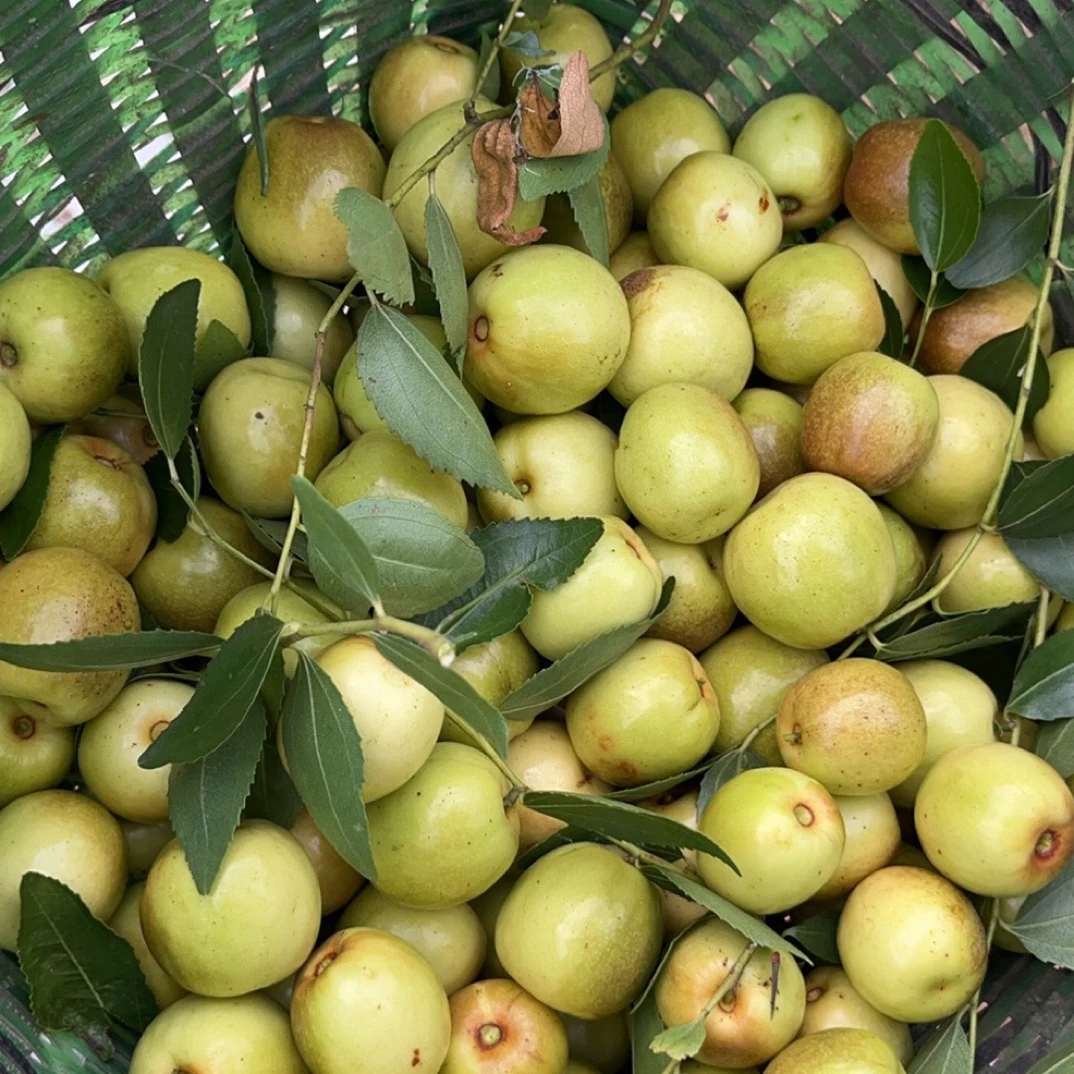 应城大荔冬枣脆甜爽口大小混装