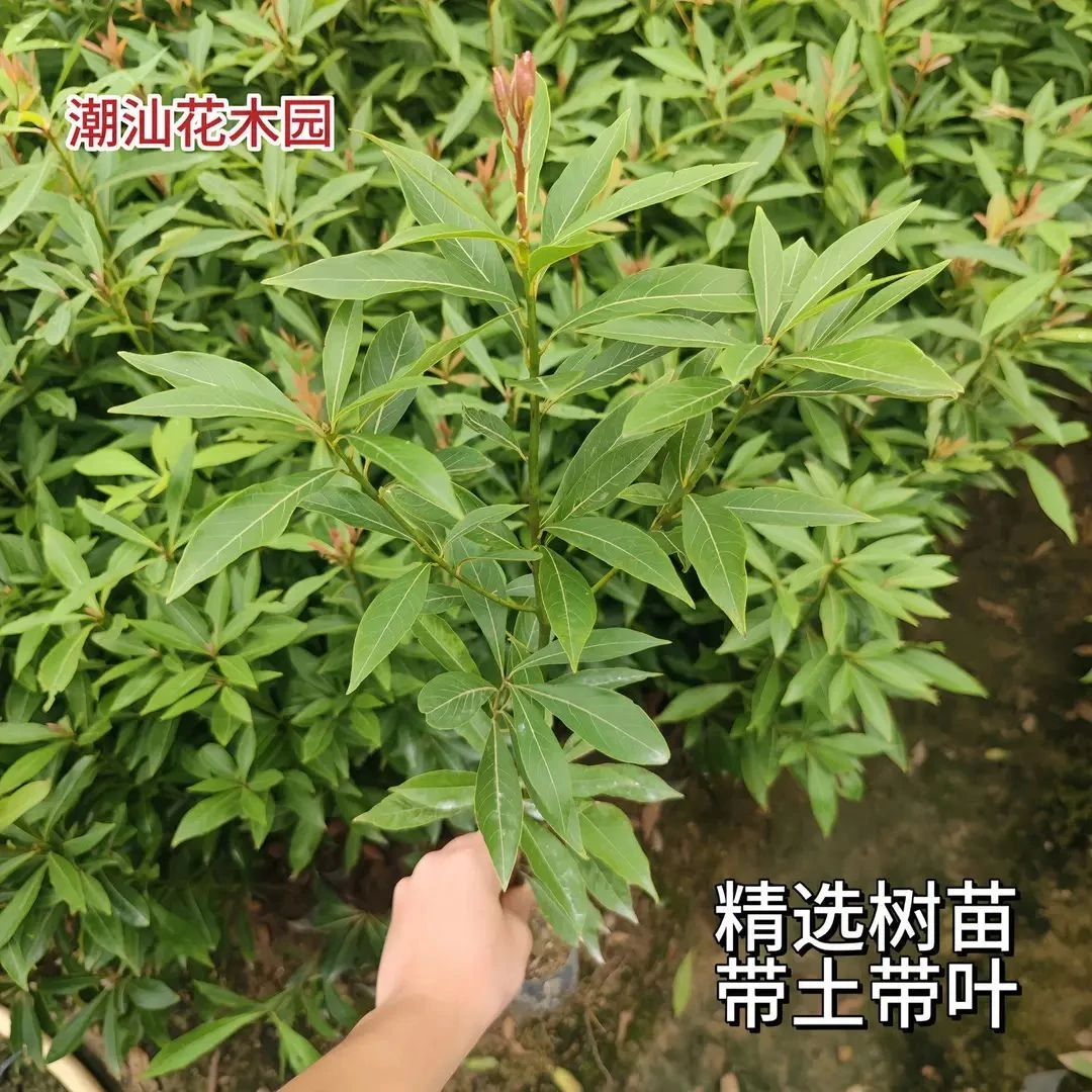 金丝楠木树苗四川正宗小叶桢楠大树名贵树苗庭院绿化盆栽四季常青
