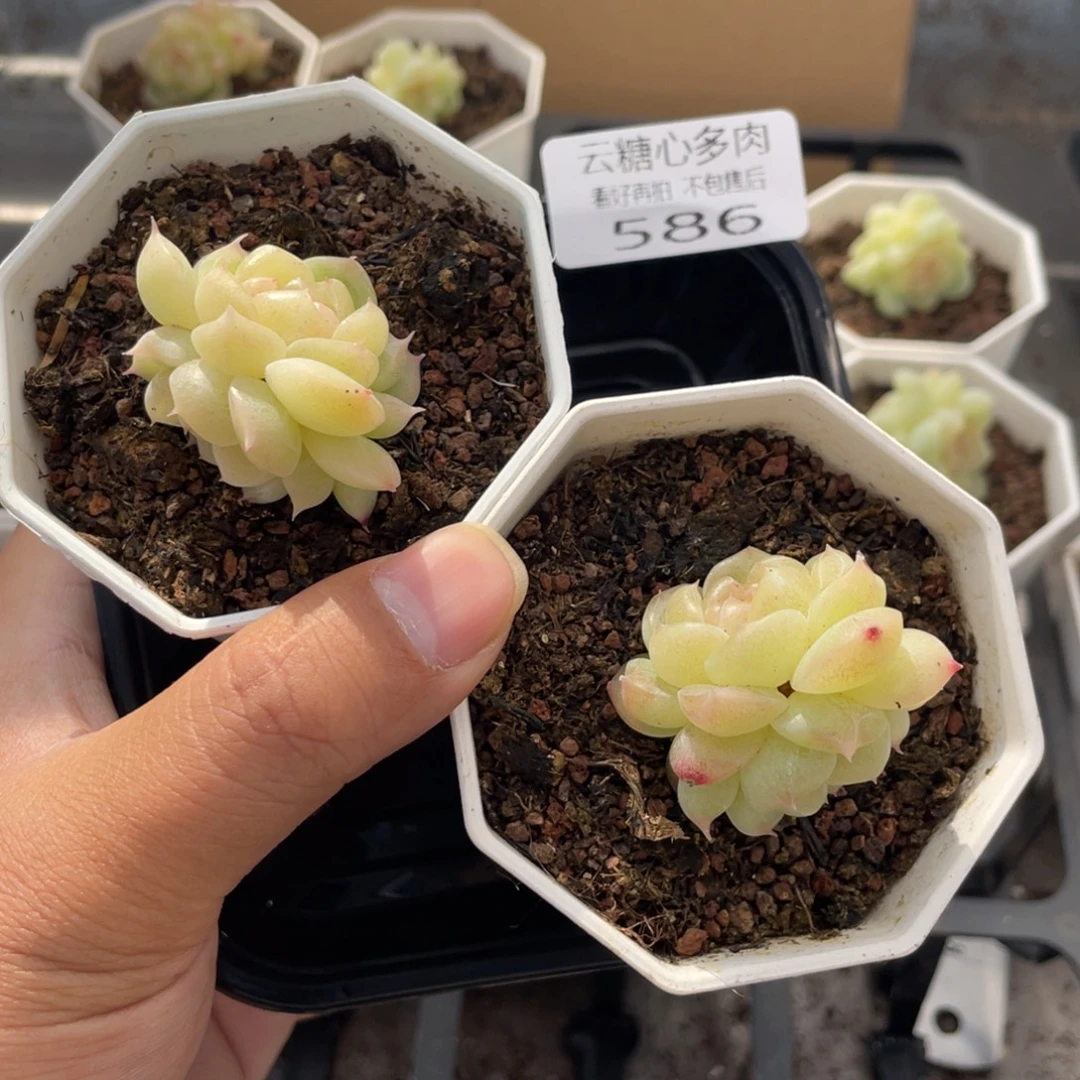 云糖心多肉植物586