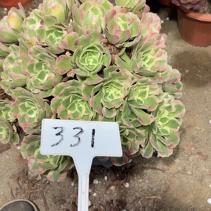 多肉植物妖月法师331