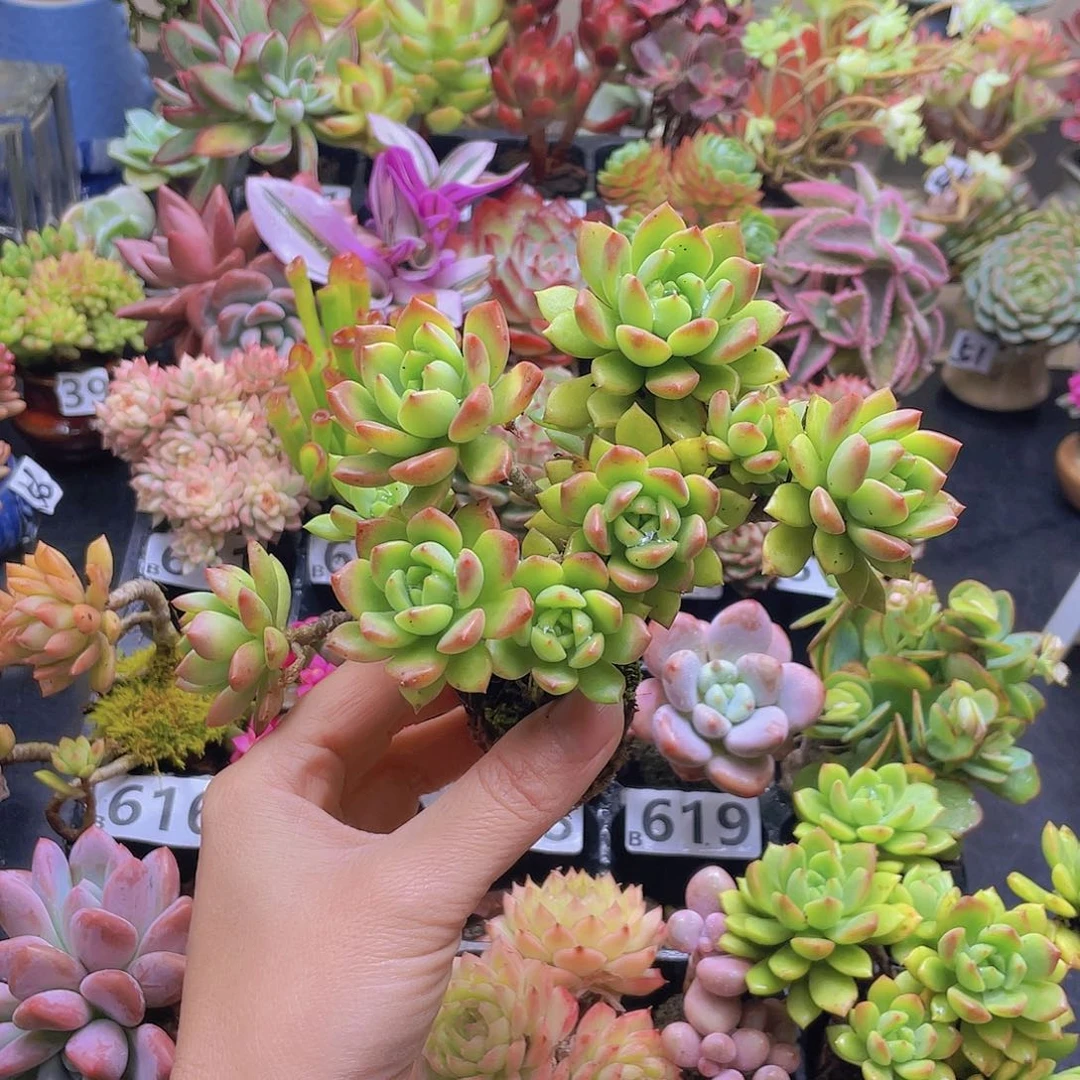 俊***杰花钱花钱花钱花钱花钱