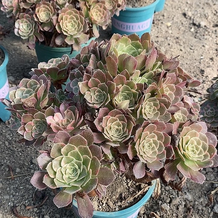 安娜多肉植物013
