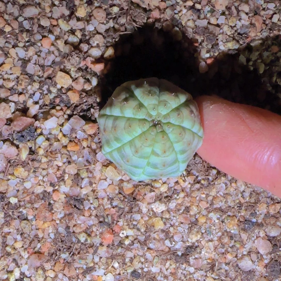 用****5块根植物块根植物