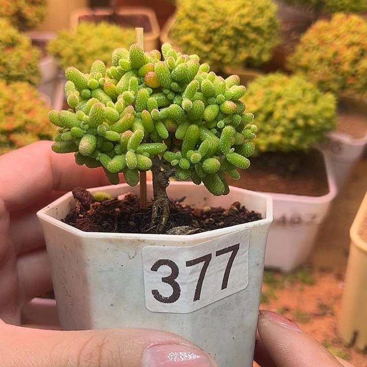 无花朵377金桔糖球