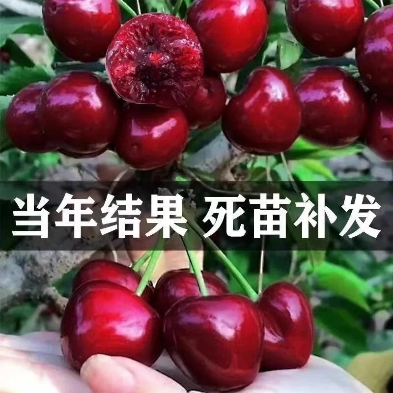 车厘子树苗特大嫁接樱桃树苗南北方种植盆地栽当年结果水果树果苗