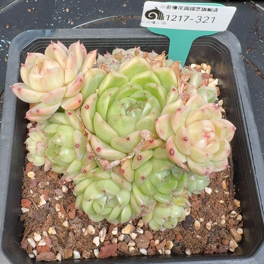 从前慢多肉精选编号1217.321