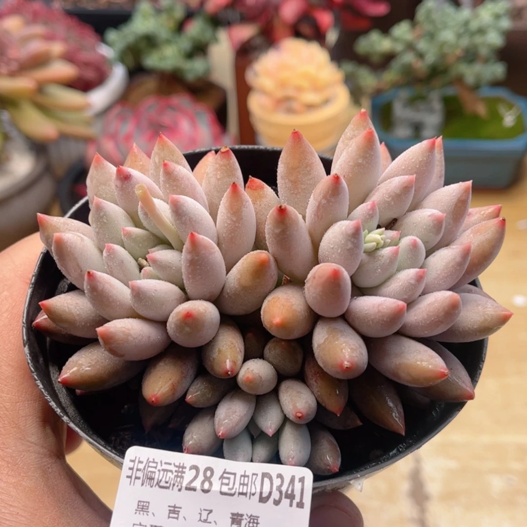 【闪购商品】341所罗门