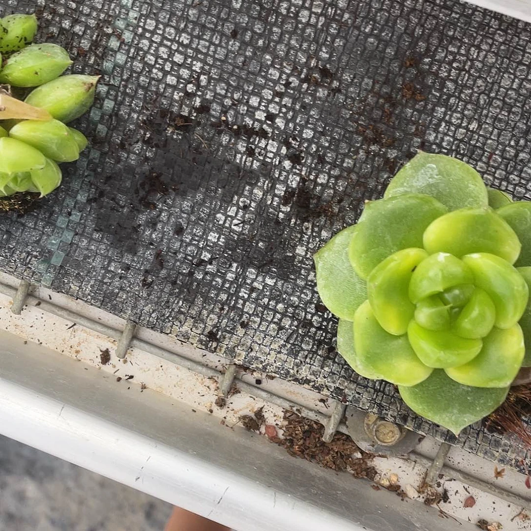 E***潮未知珍妮大中苗穴8号床一个满25包邮