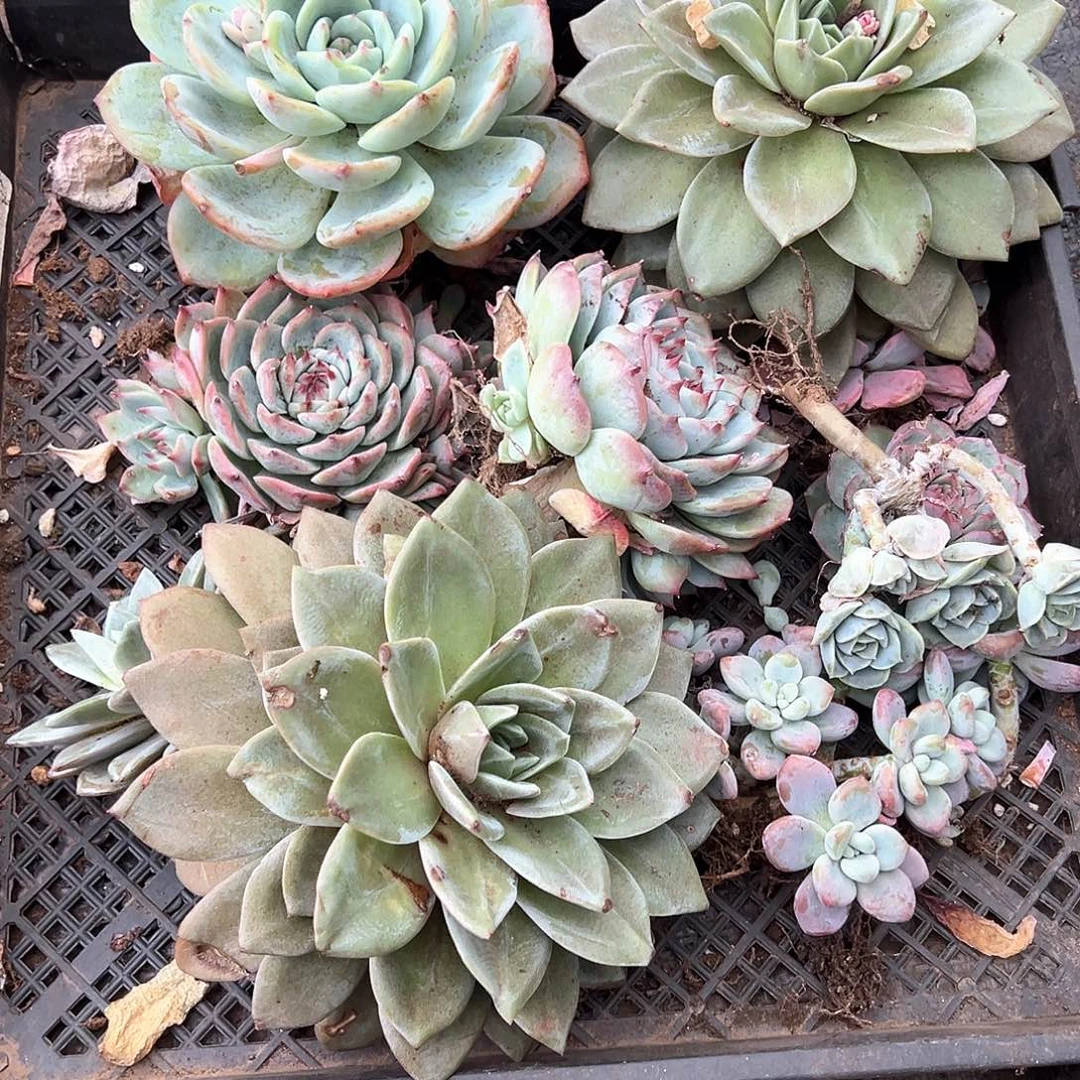 多肉植物一物一拍香槟两颗