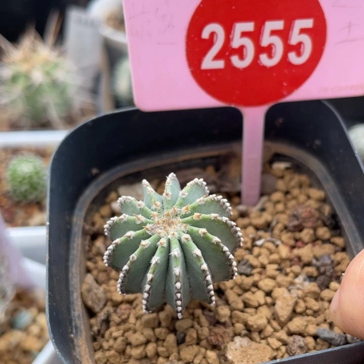 实生薄叶花笼一棵25552555