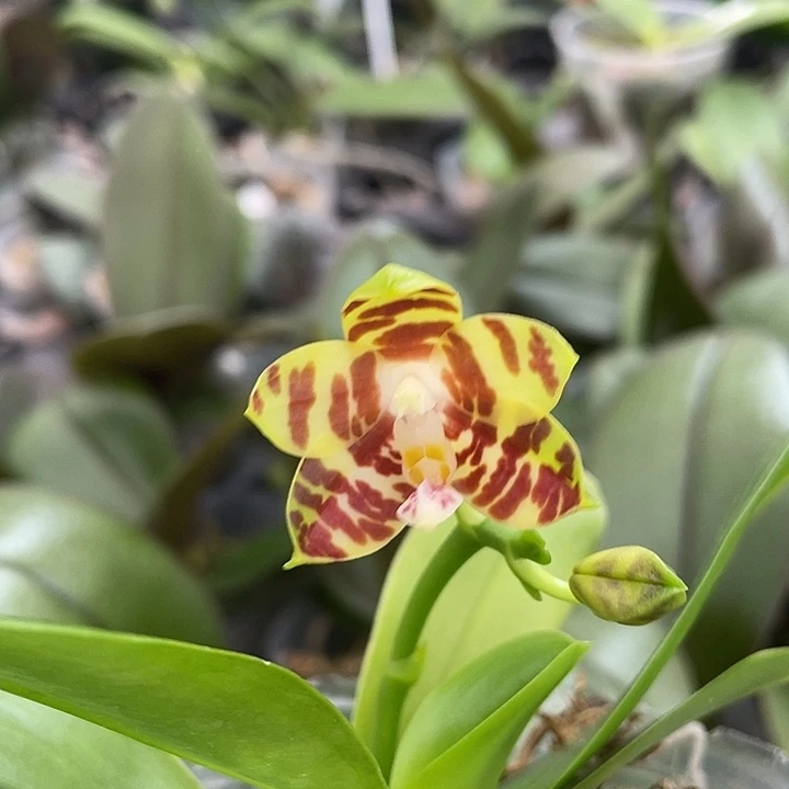 完全开放焦糖斑马2.8寸带花根一般可挑苗
