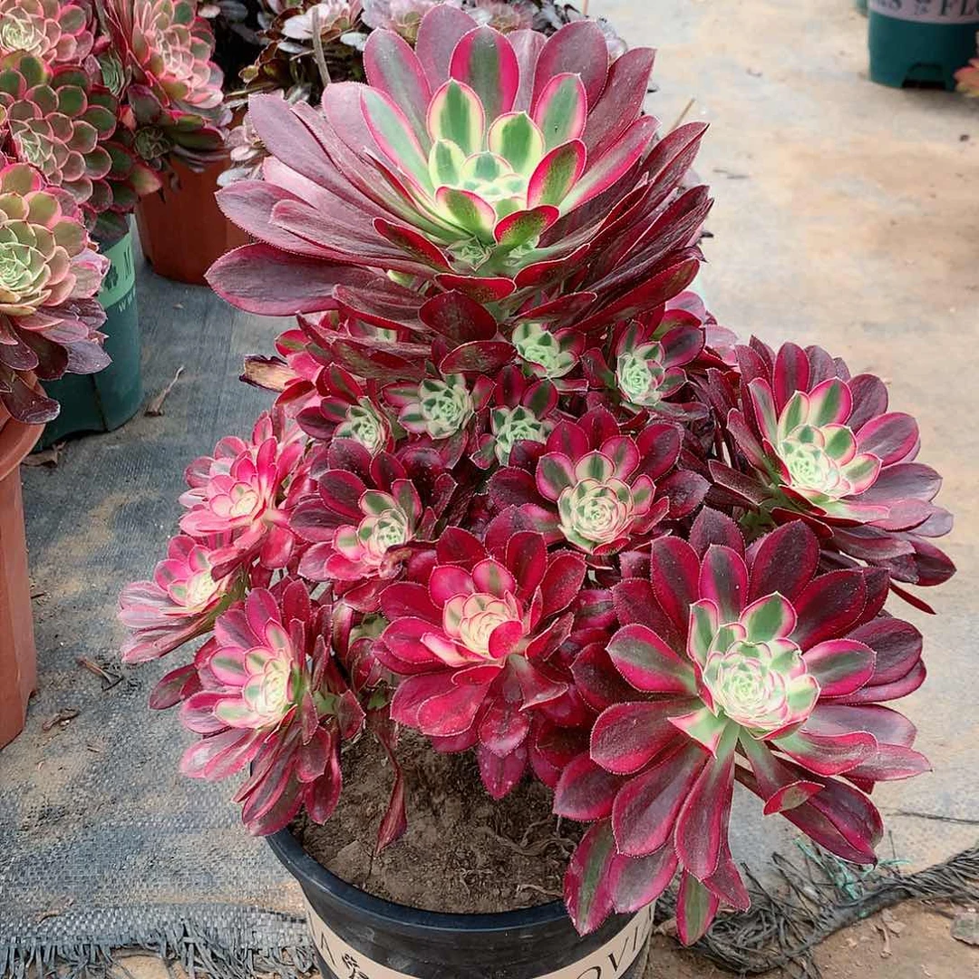 【闪购商品】叶*冰淇淋，多肉