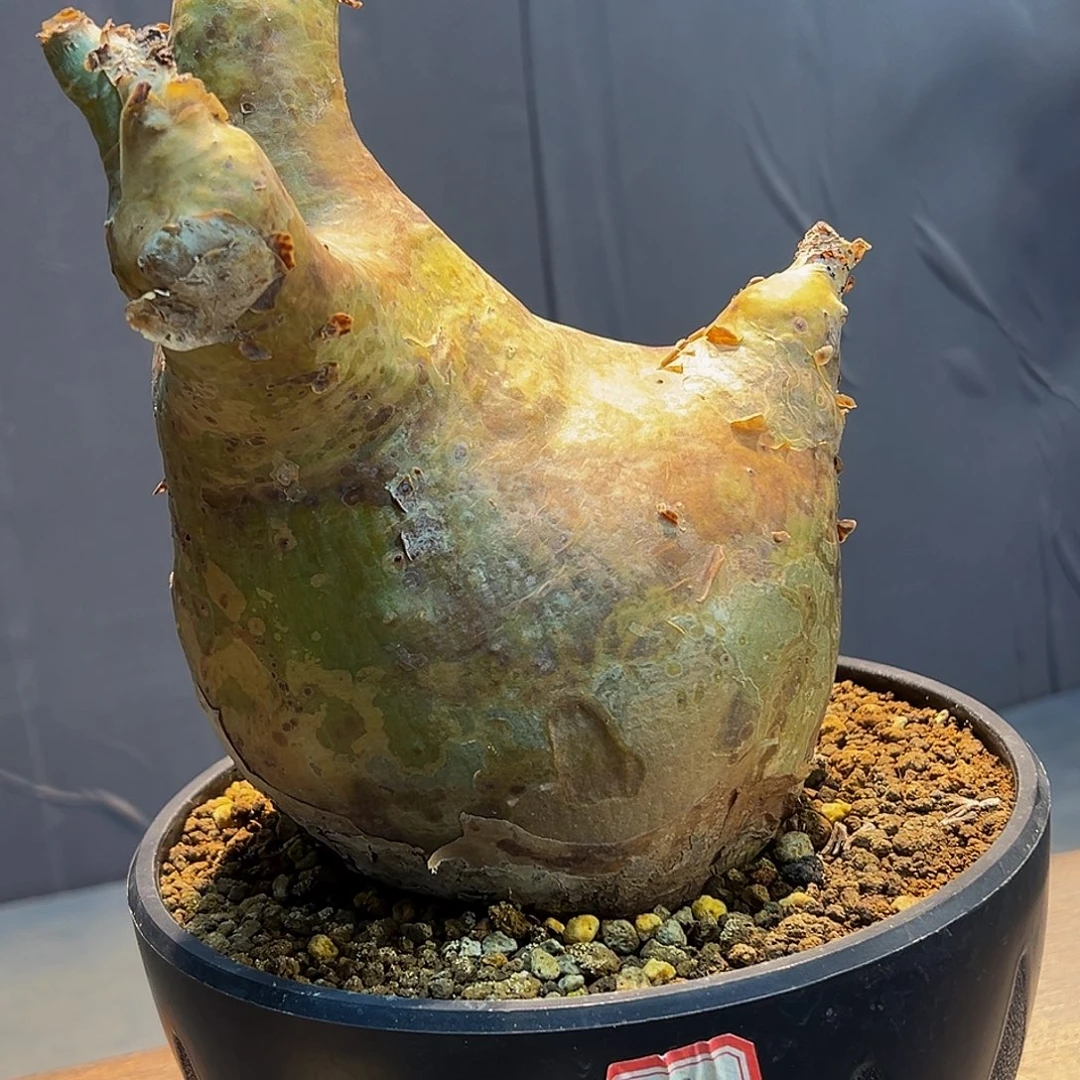 安哥啦葡萄12.5厘米