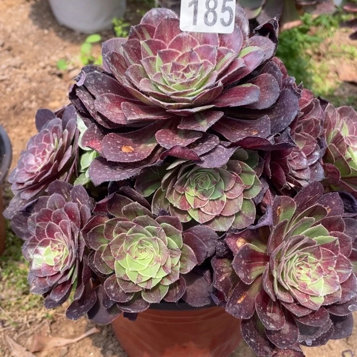 185多肉植物花月夜