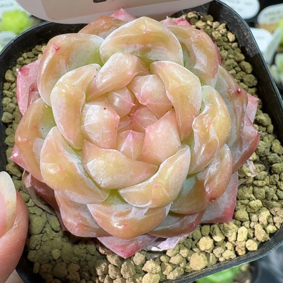 0429-084-编号单头