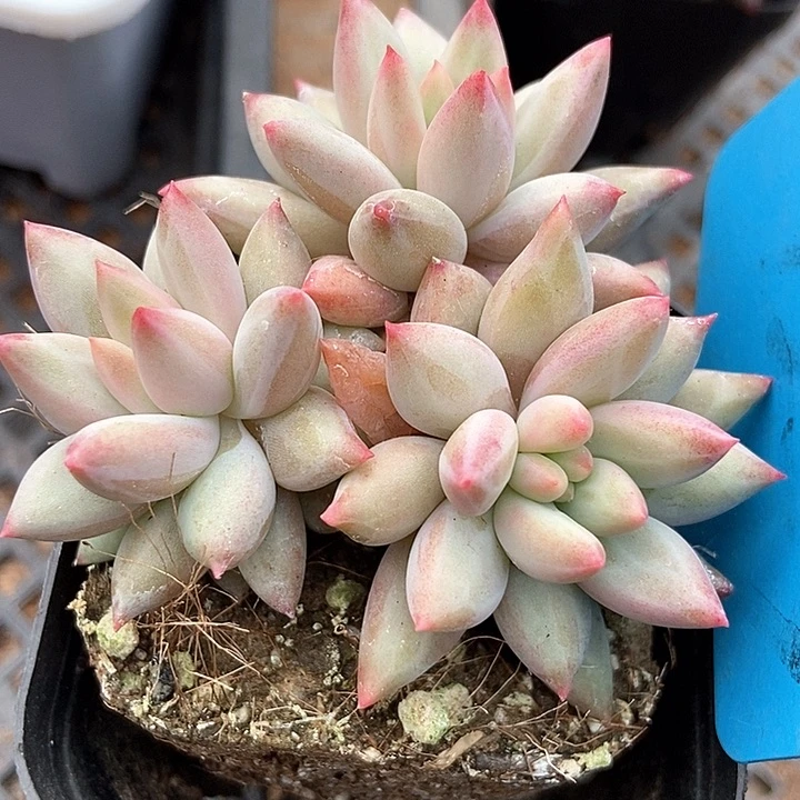 多肉植物虞美人7259