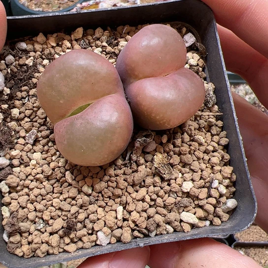 【闪购商品】50 秒