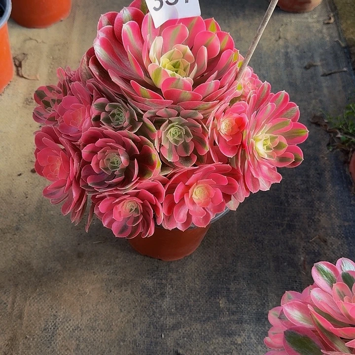 黄*0000000000000357女巫