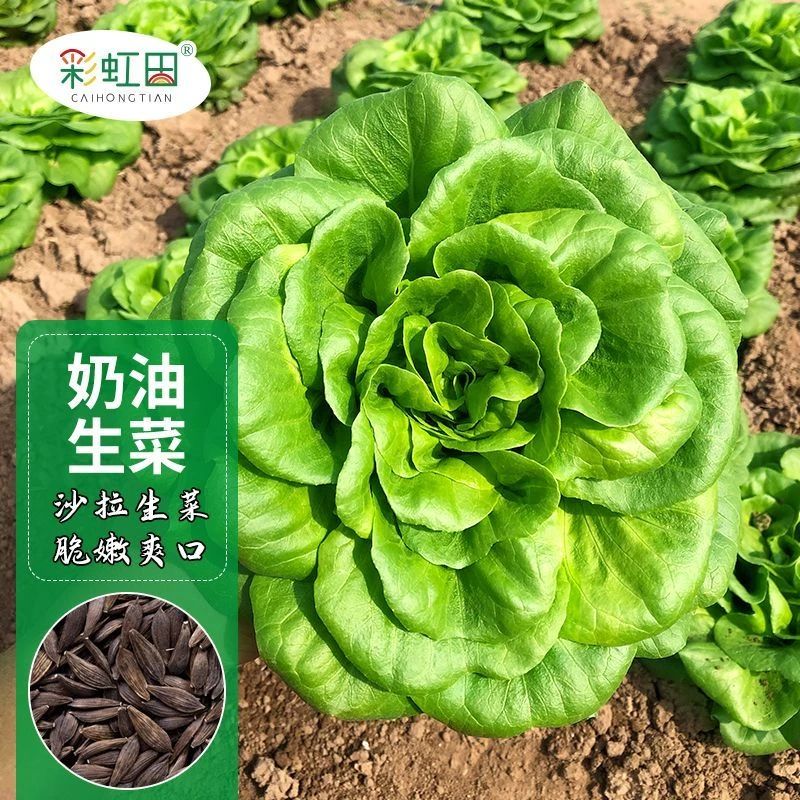 高产新（装奶油生菜种子种籽四季沙拉意大利生菜盆栽春夏蔬菜