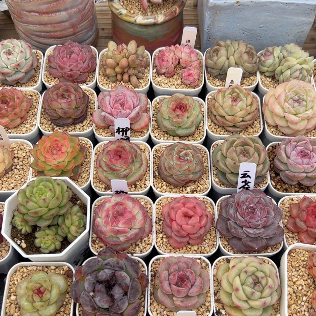 青**一多肉植物组合盆栽