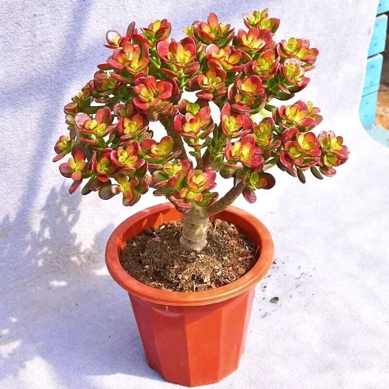 中号大摇钱树新手好养多肉植物室内室外南方北方可养