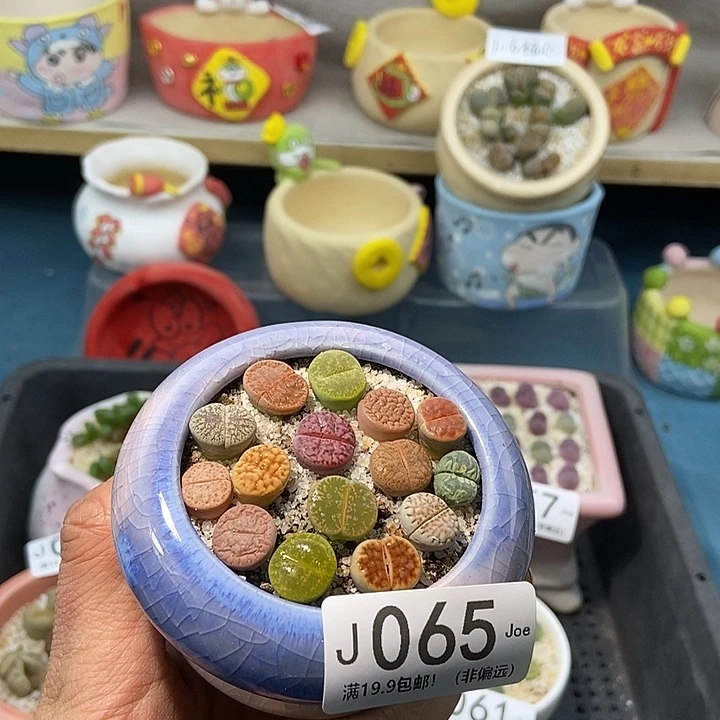 65大舅生石花肉锥多肉