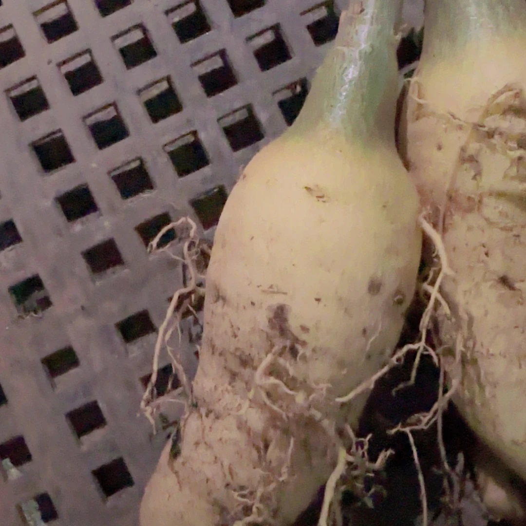 ?****r块根植物块根植物