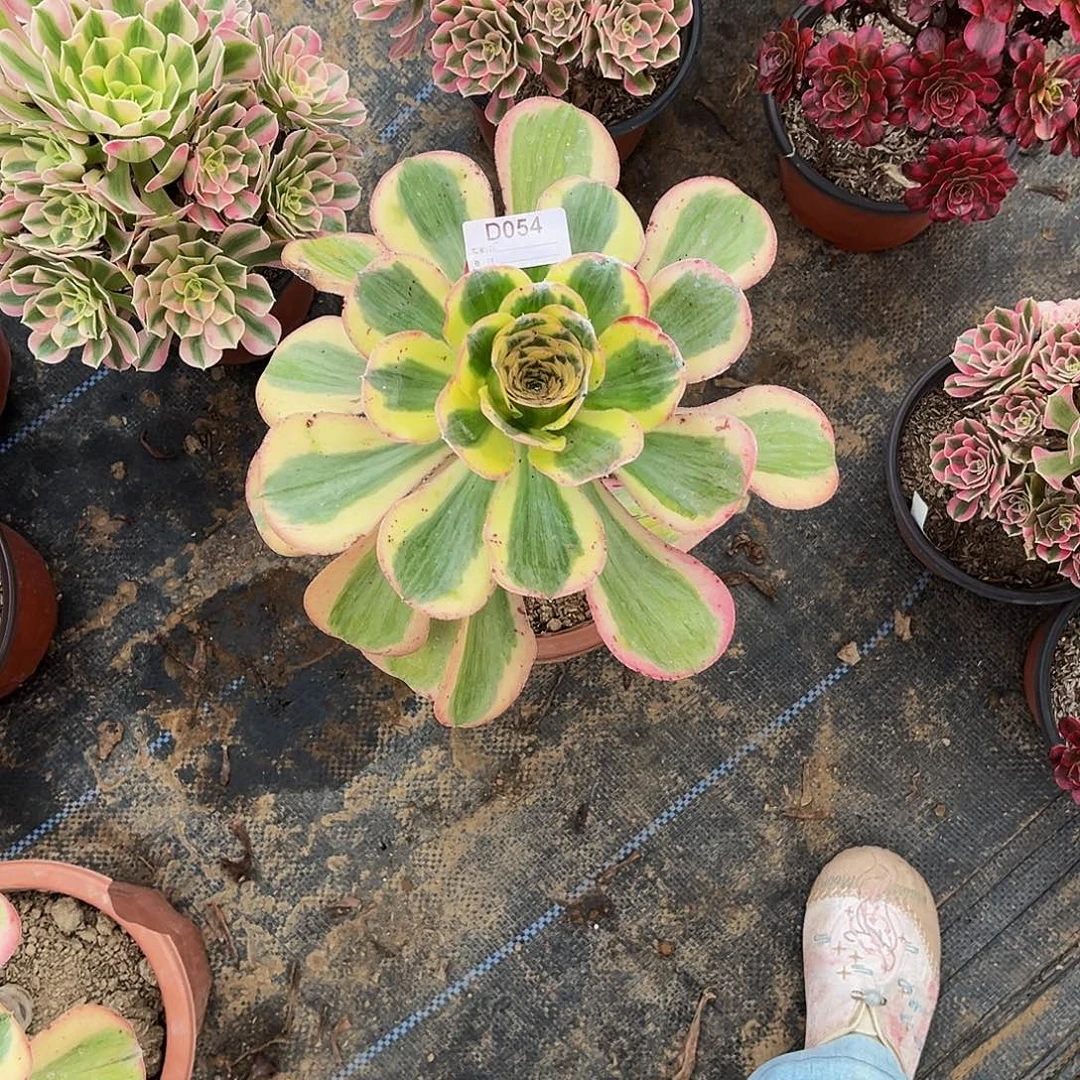右***豆无花朵多肉植物054艳资