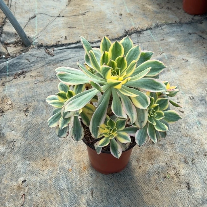 28灿烂多肉多肉多肉