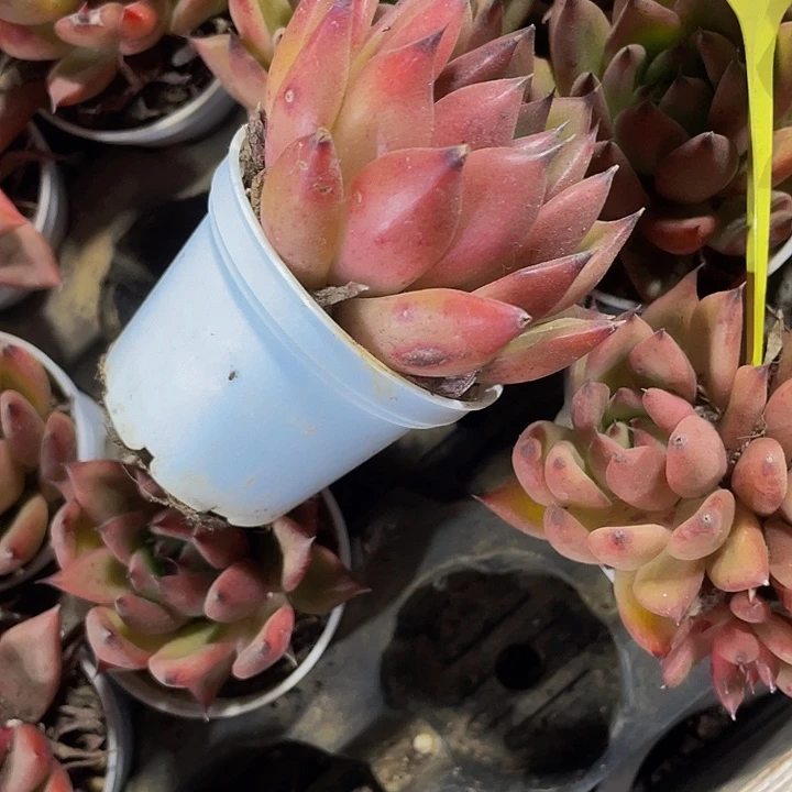 红腊东云杂1.5带盆土