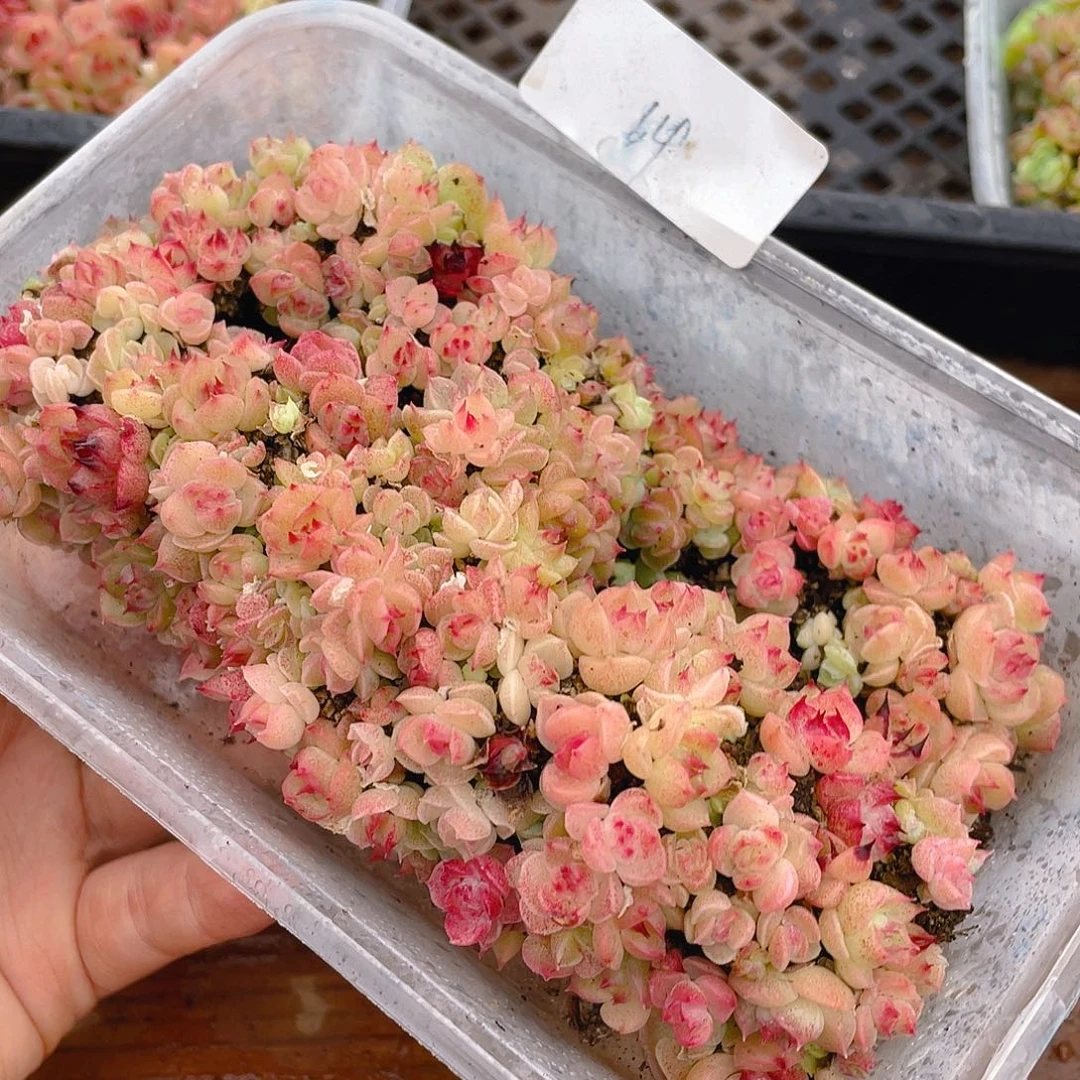 多肉植物多肉植物14