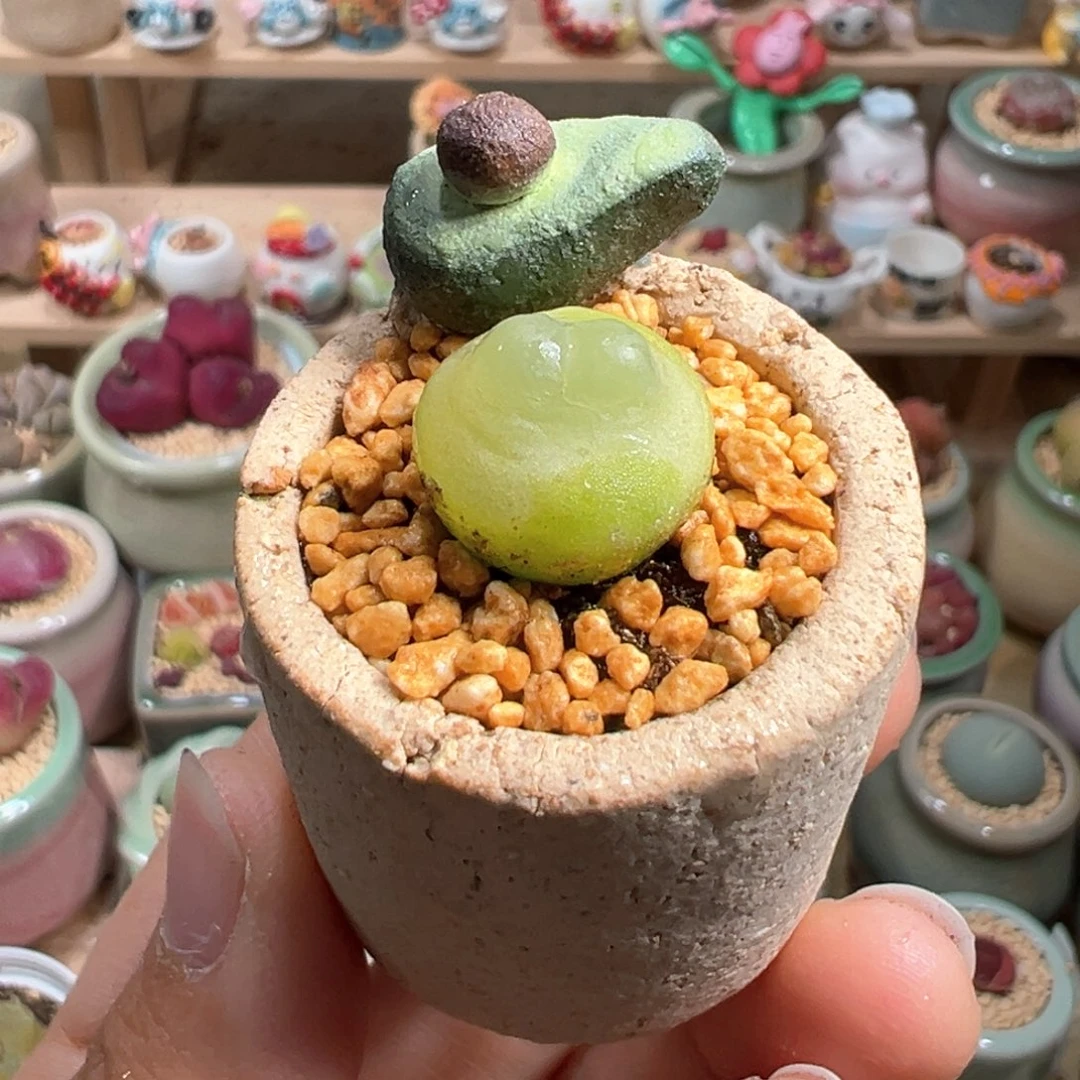 多肉植物41号拉登