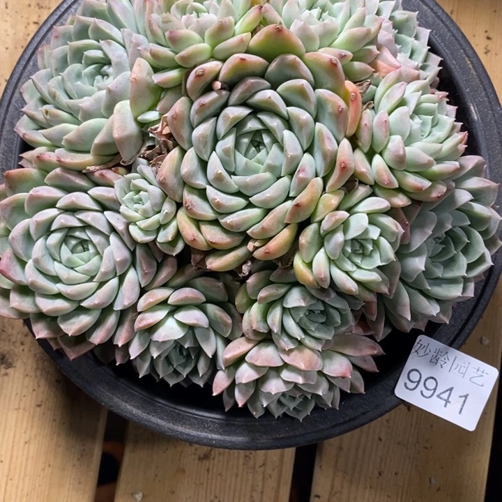 如***令9941杂交老桩基地，16厘米