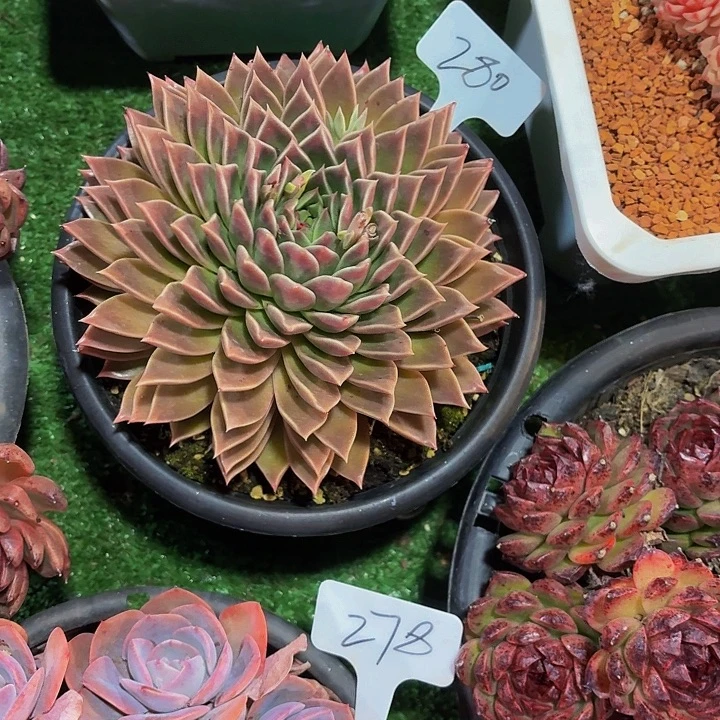 S***I丽娟花卉海洋之星单头