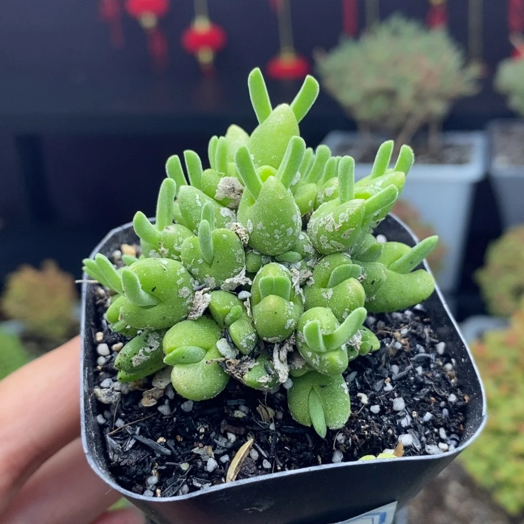 ?***?a106号实生冰糕枝干