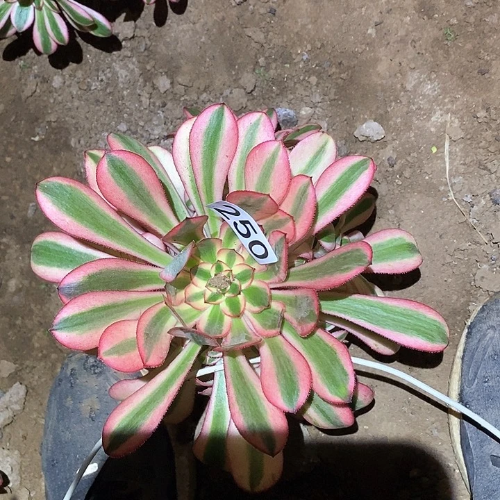 我**心多肉植物法师250初恋251莫兰迪