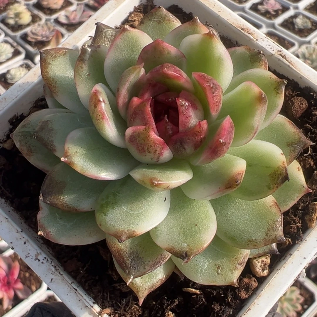 黑水晶锦，覆轮锦多肉