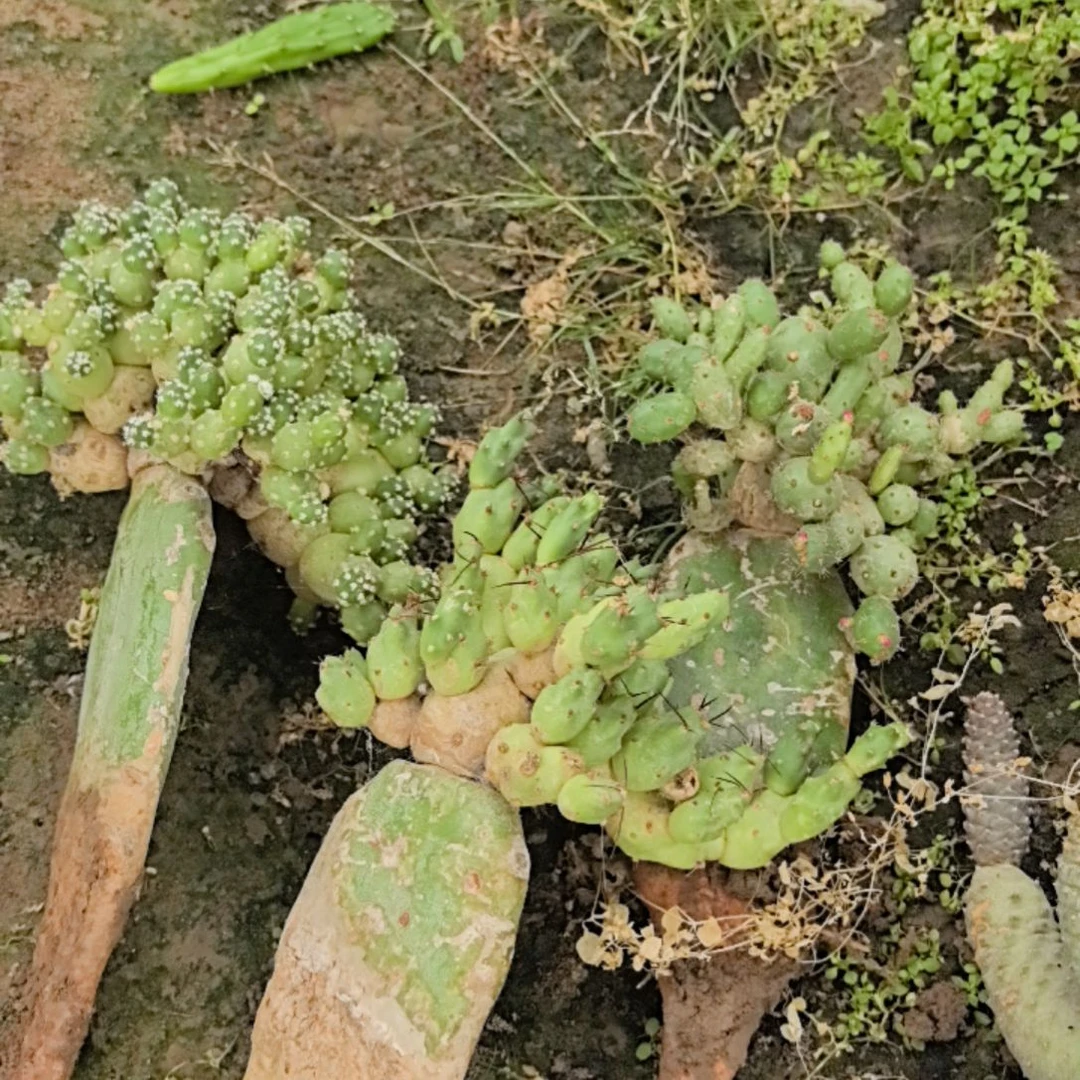 小型团扇，3棵一组，运输会轻微掉头，介意勿拍