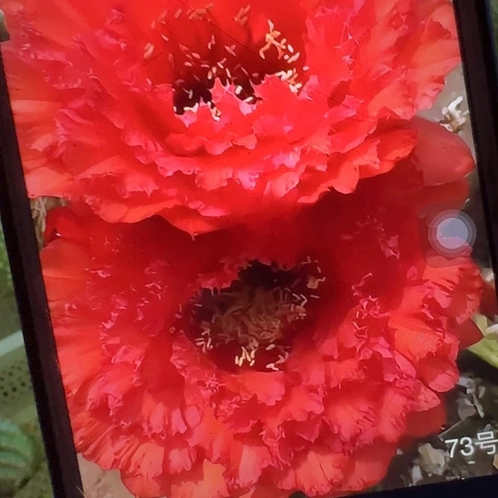 73 侧芽5公分毛花柱