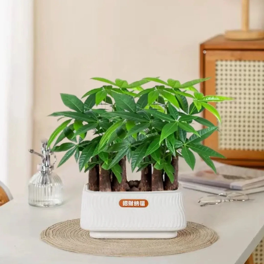 6杆发财树发财树QY室内客厅办公室绿植盆栽四季常青好养招财转运