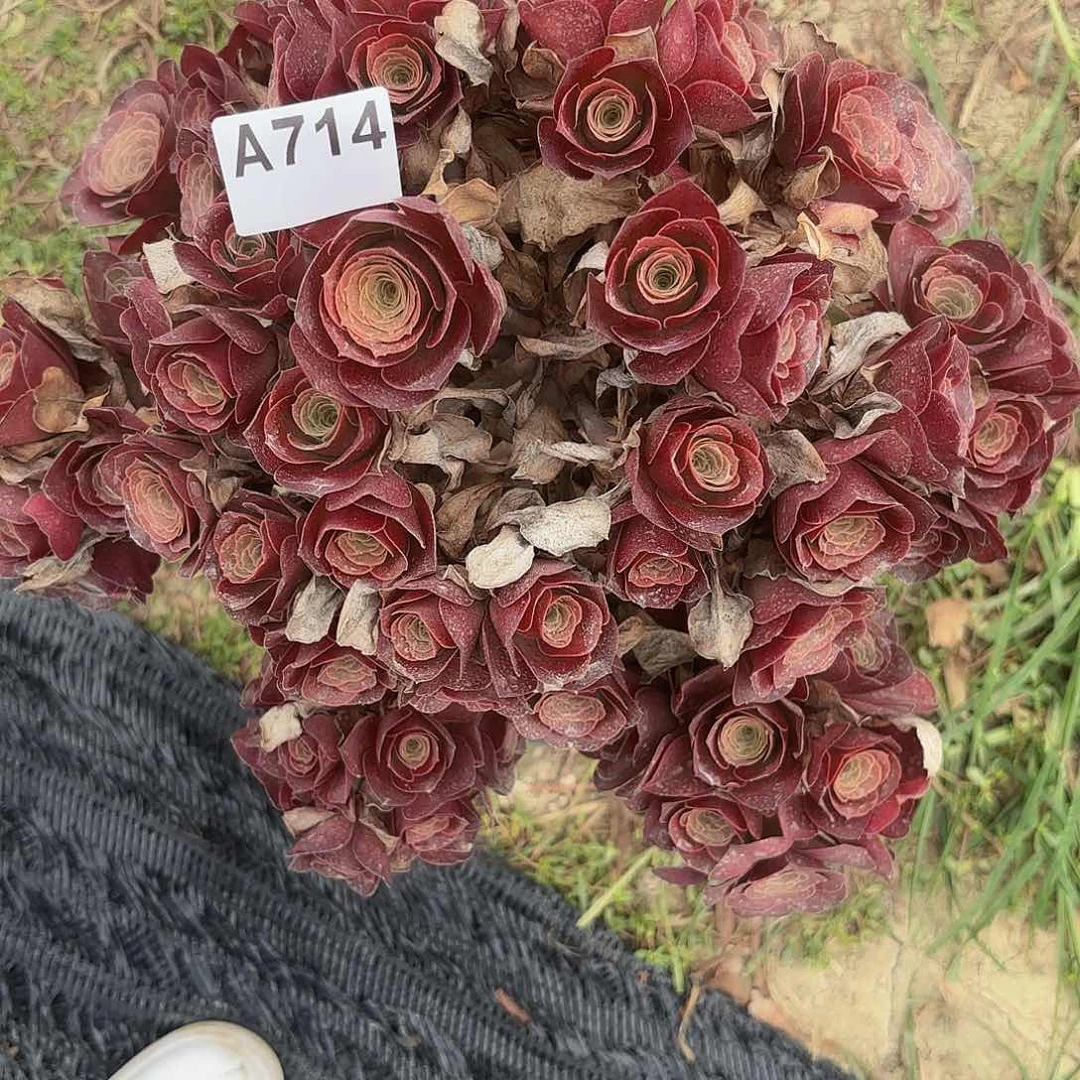 魅金玫瑰5-9偏远不包邮
