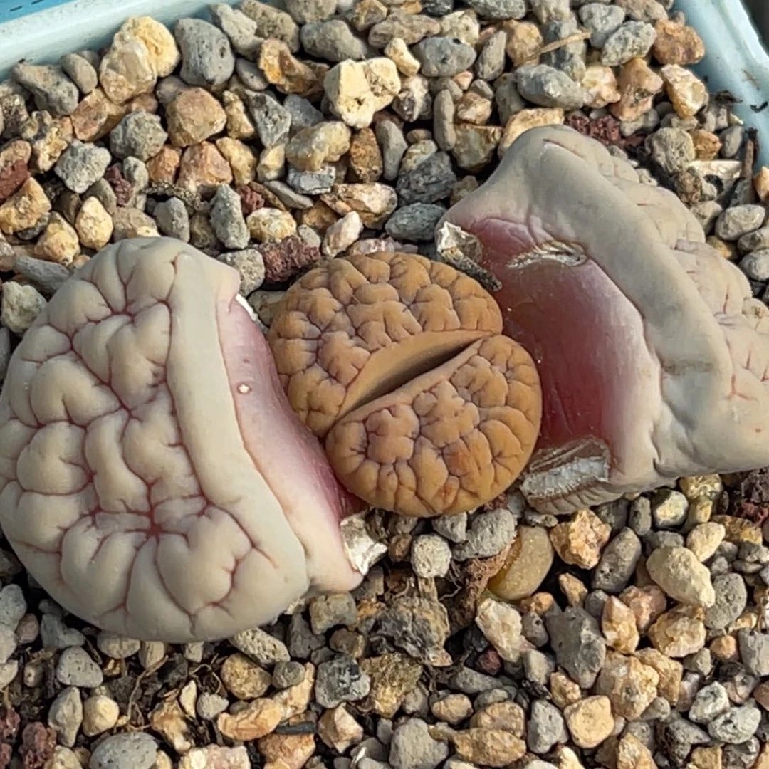 9533凹凸脑纹蛙哥189一颗