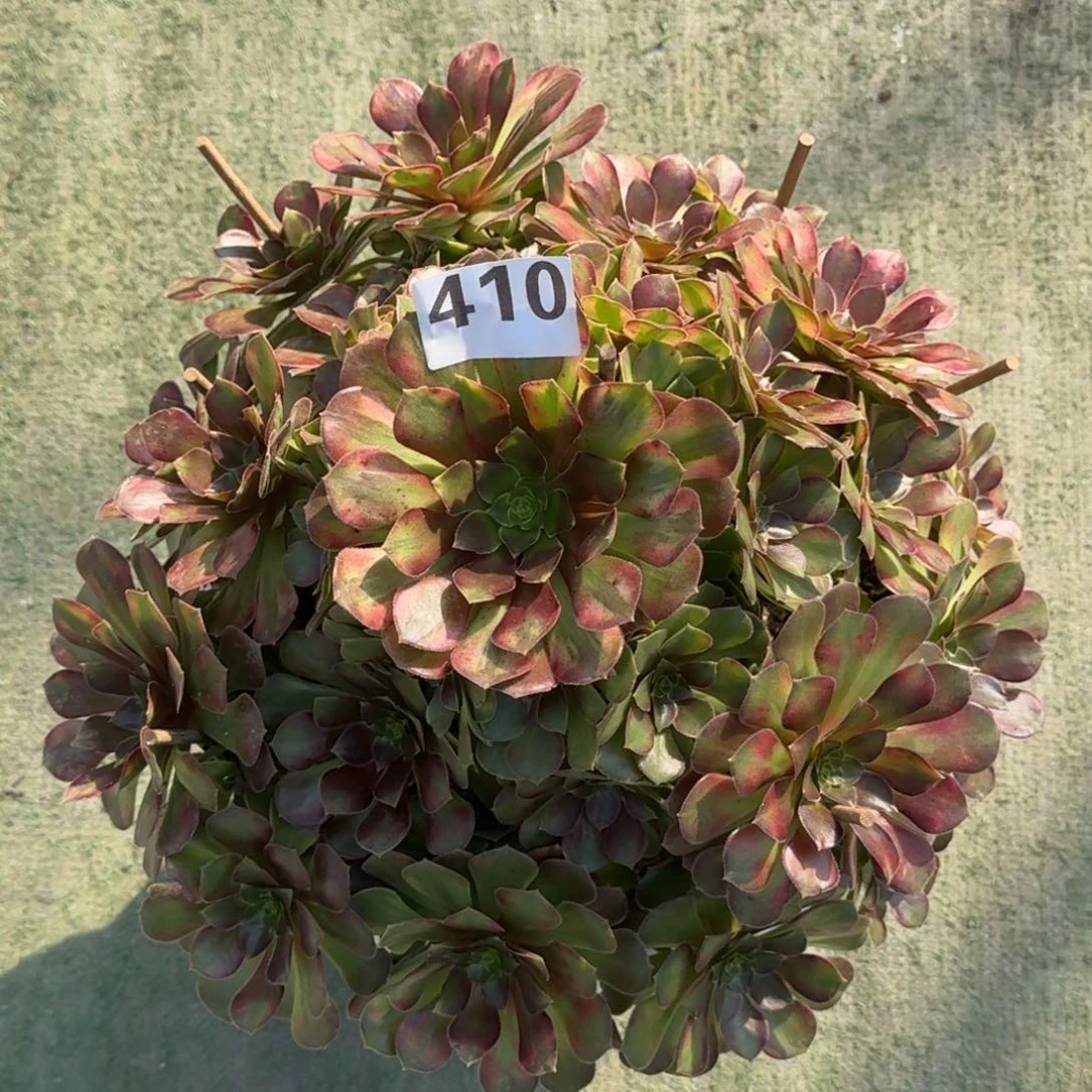 让****！410！冰粉秋色法师多肉植物