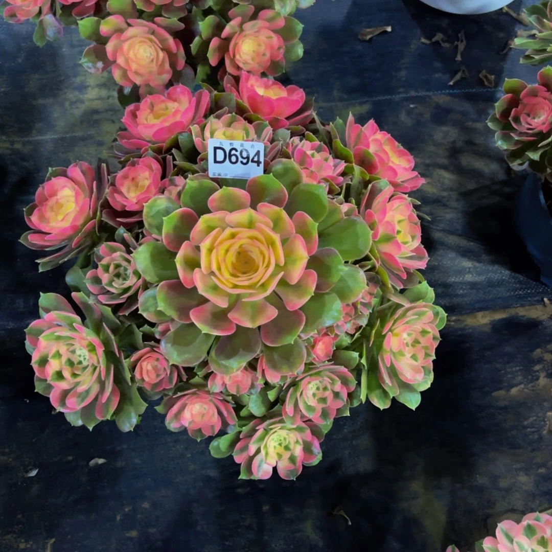 靖***霞69400香妃福利一颗