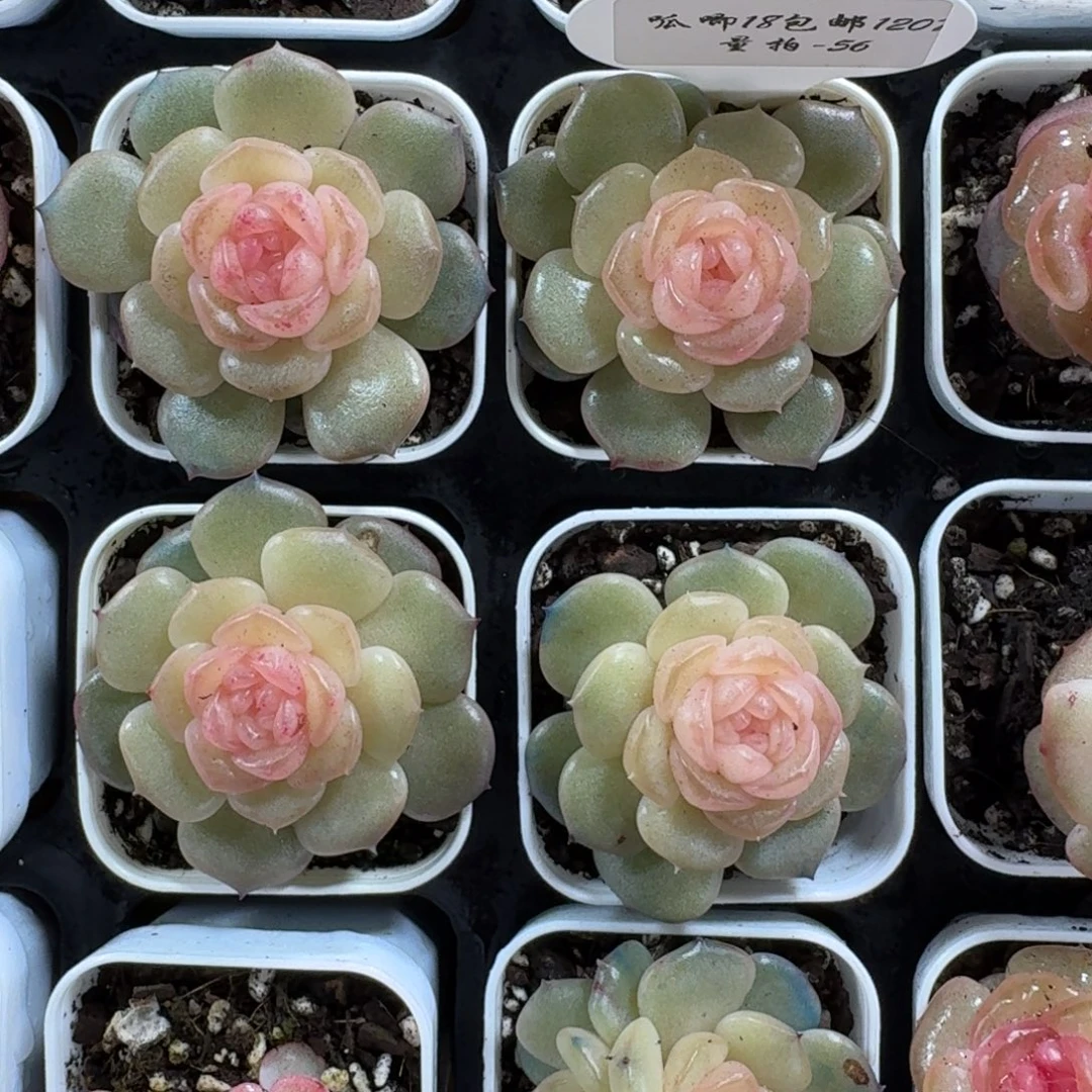 1207-056-抚云一颗量拍