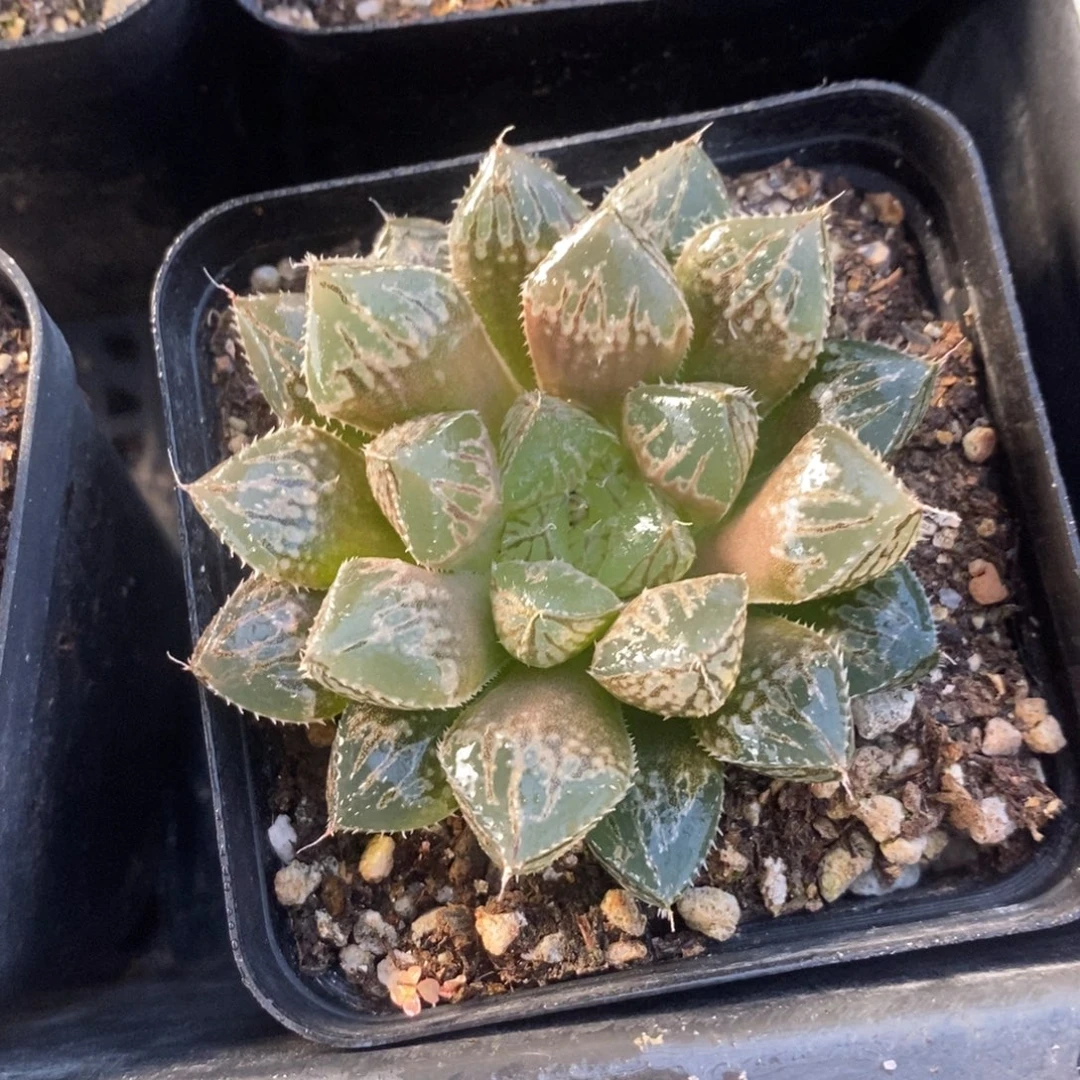 十二卷楼兰一颗 整点福利